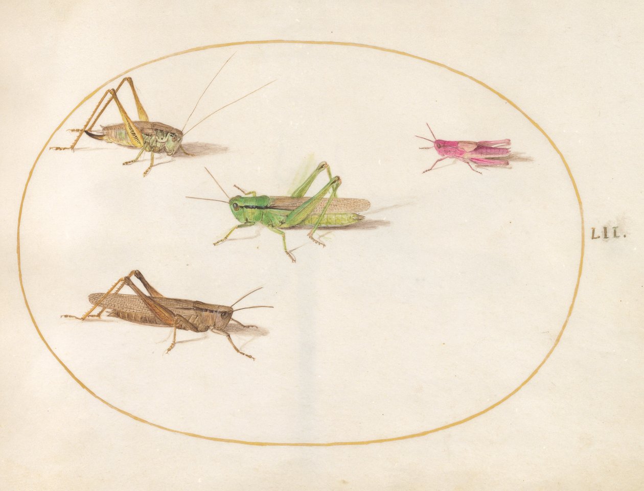 Insekter, ca 1575-80 av Joris Hoefnagel