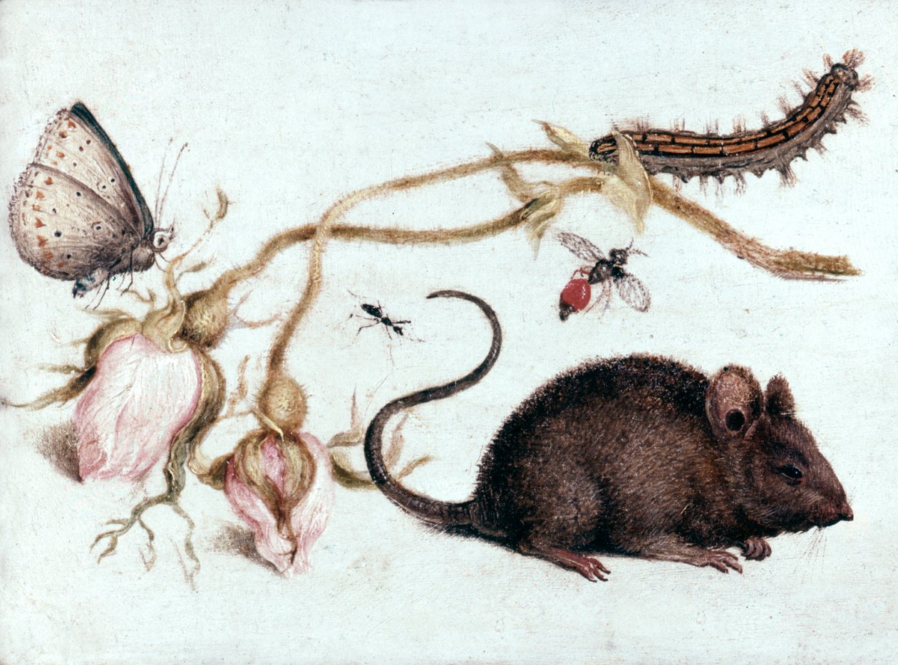 Mus, blomma och insekt, 1500-talet. av Joris Hoefnagel