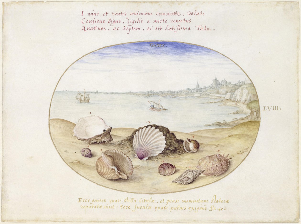 Musslor och vy över Cádiz, blad LVIII av Joris Hoefnagel