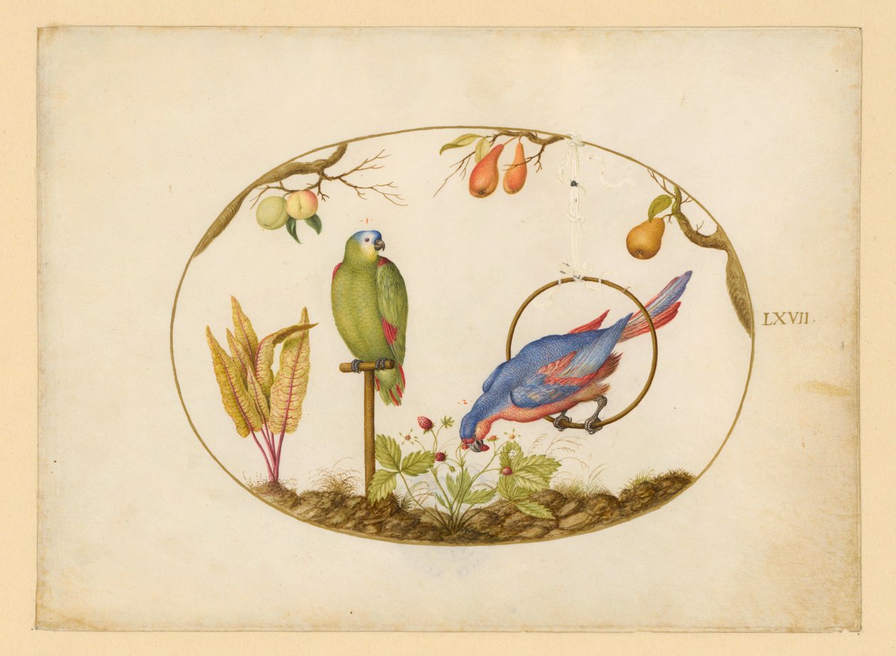 Papegojor, blad LXVII av Joris Hoefnagel