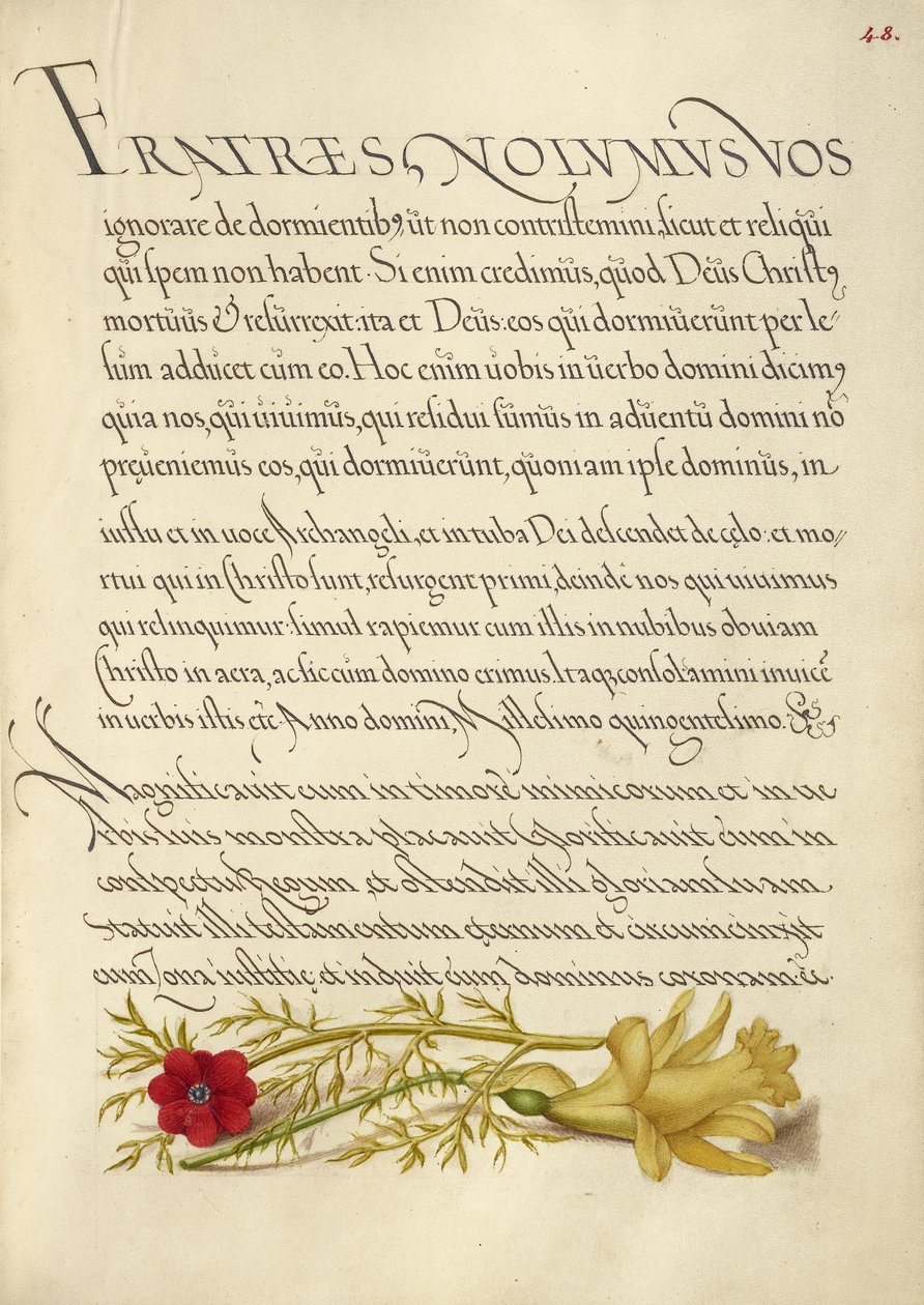 Fasanöga och smörblomma av Joris Hoefnagel