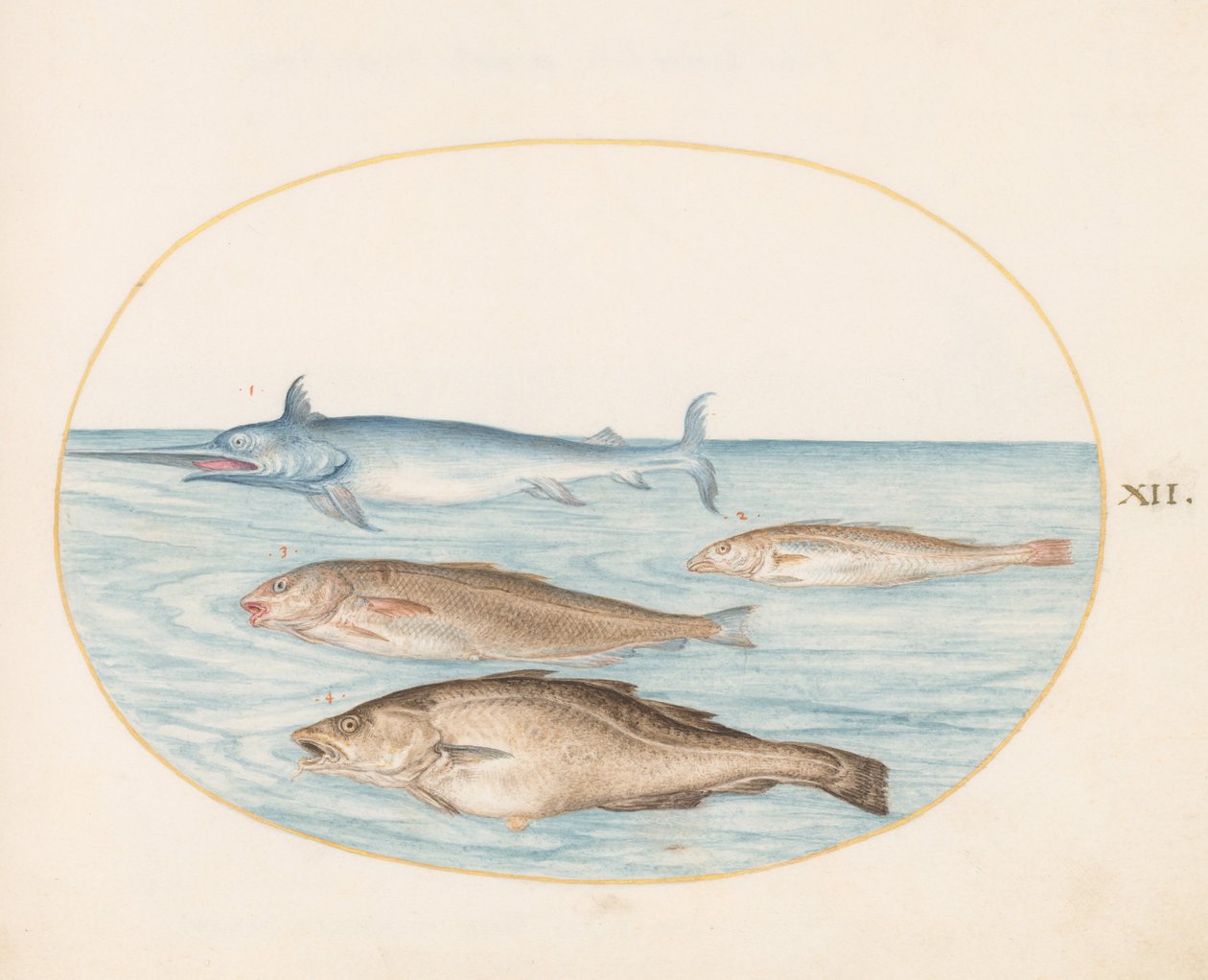 Tallrik 12: En svärdfisk och tre andra fiskar av Joris Hoefnagel