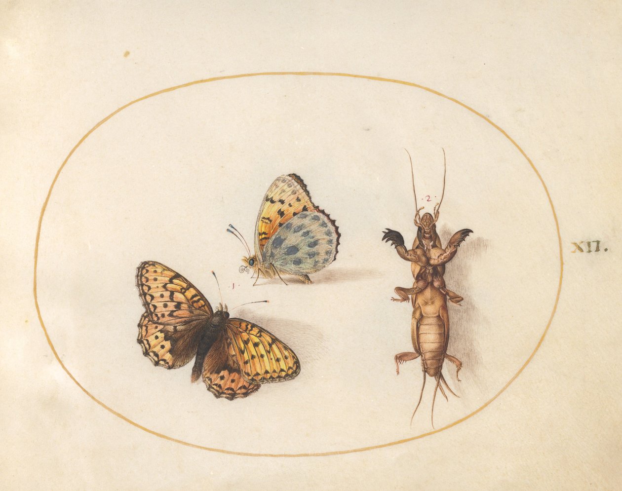 Tallrik 12: Två vyer av en fjäril (silverkantad fritillary?) och en mullvadssyrsa av Joris Hoefnagel