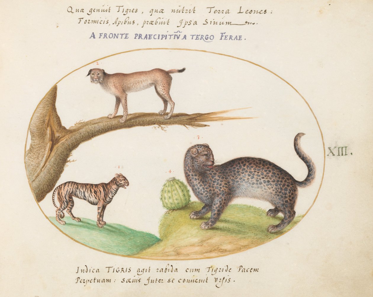 Plåt 13: En tiger, ett lodjur och en Jaguar(?) av Joris Hoefnagel