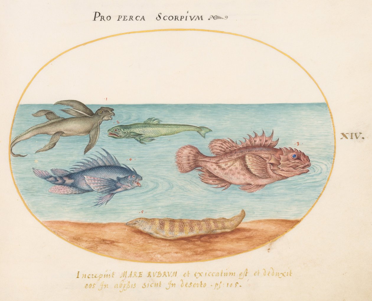Platte 14: Ein "Meeraffe", zwei Skorpionfische und zwei andere Fische av Joris Hoefnagel