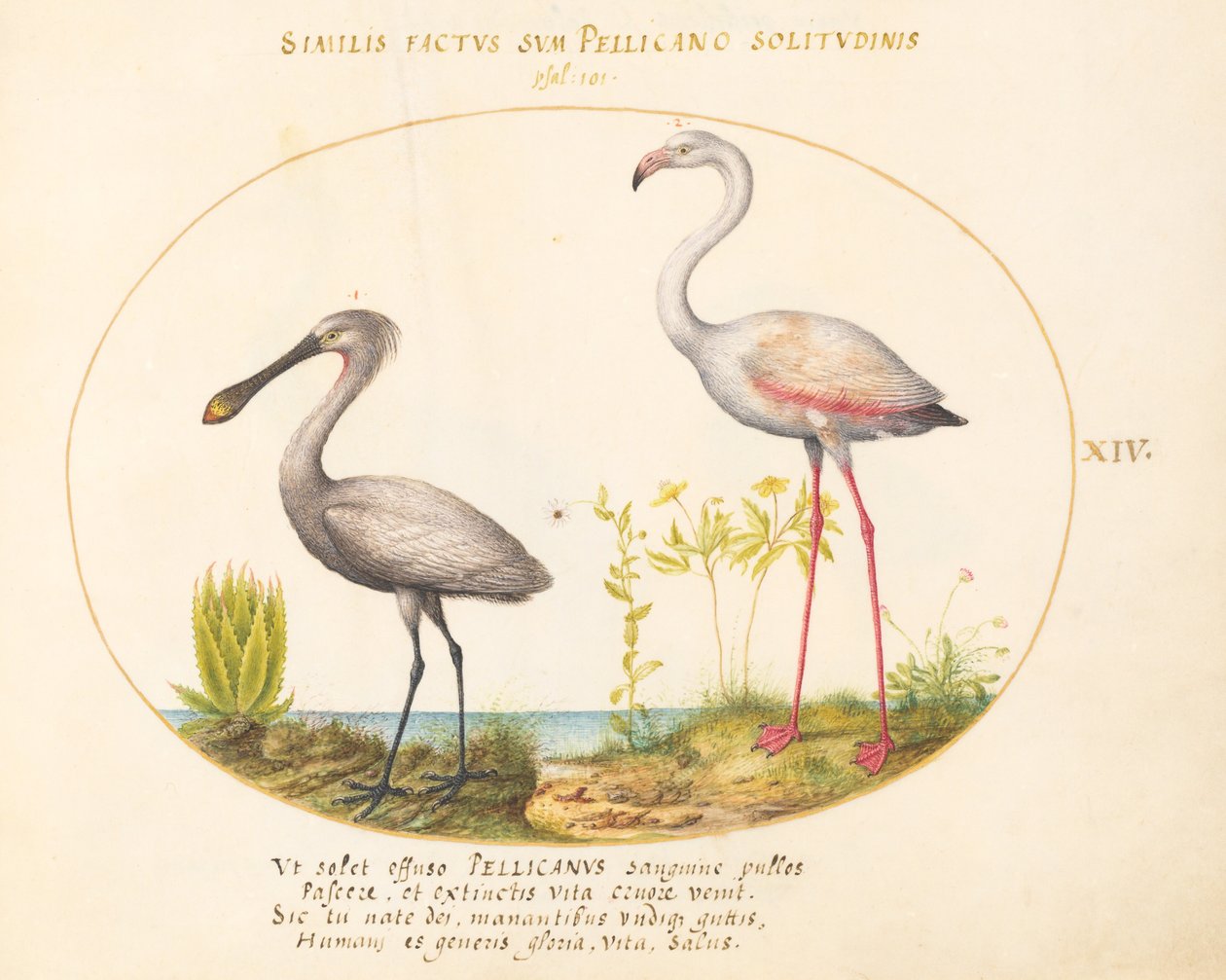 Tallrik 14: Spoonbill Crane and Flamingo av Joris Hoefnagel
