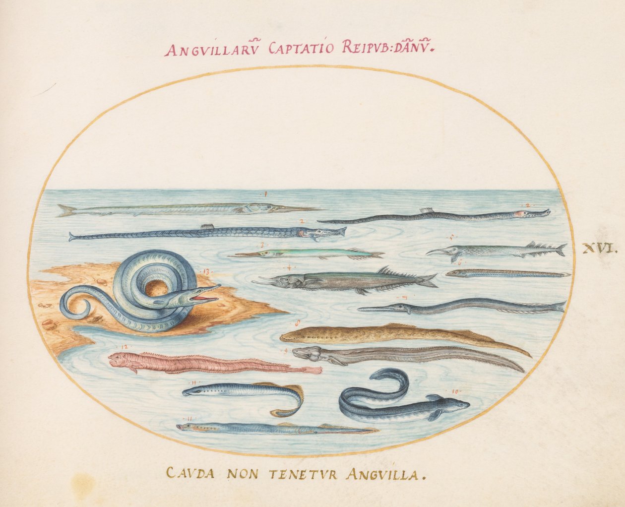 Tallrik 16: Ålar, Pipefish och Needlefish av Joris Hoefnagel