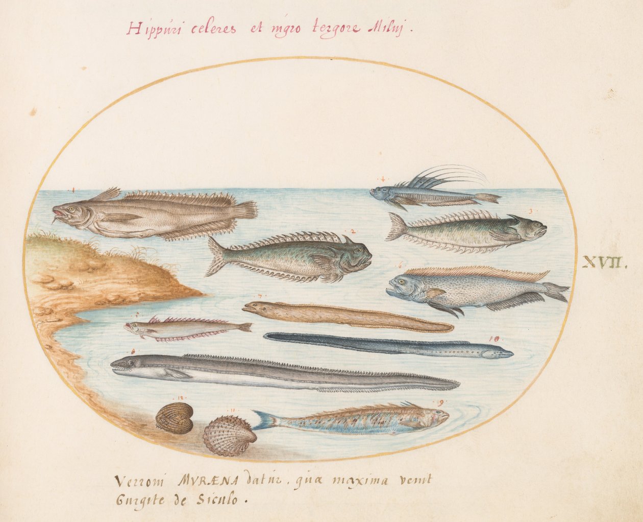 Tallrik 17: En torsk, vevfisk, ål och annan fisk av Joris Hoefnagel