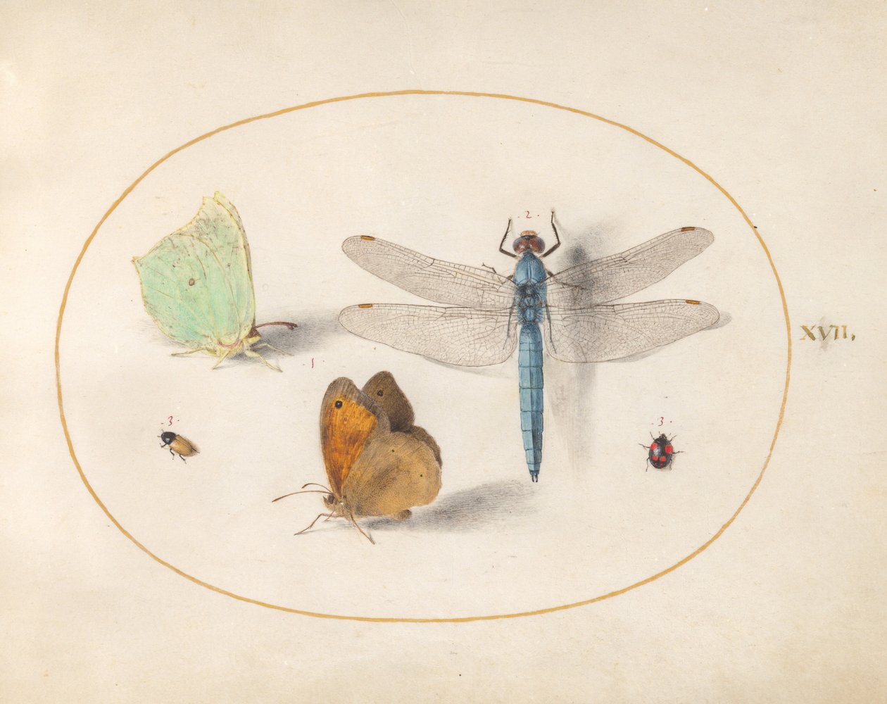 Plansch 17: citronfjärilar och gräsfjärilar (?), en blå mosaiktrollslända och två små insekter av Joris Hoefnagel