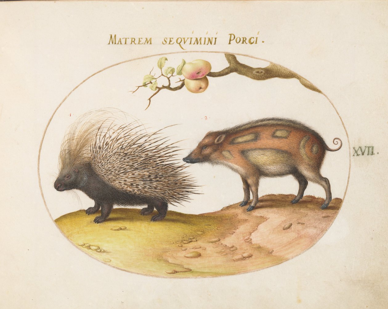 Tallrik 17: Crested Porcupine and Wild Pig av Joris Hoefnagel