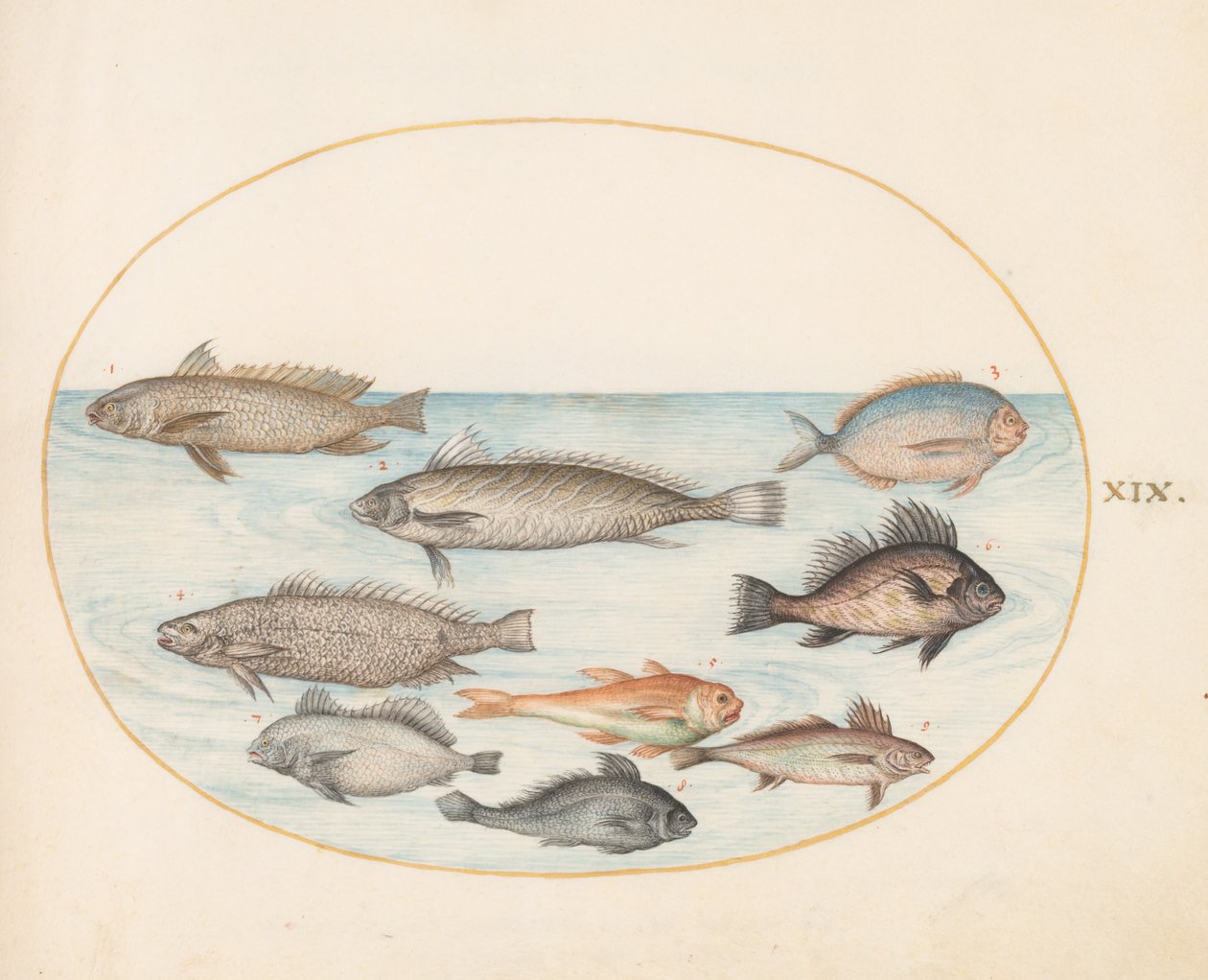 Tallrik 19: En damselfish och annan fisk, inklusive två "Coracinis" av Joris Hoefnagel