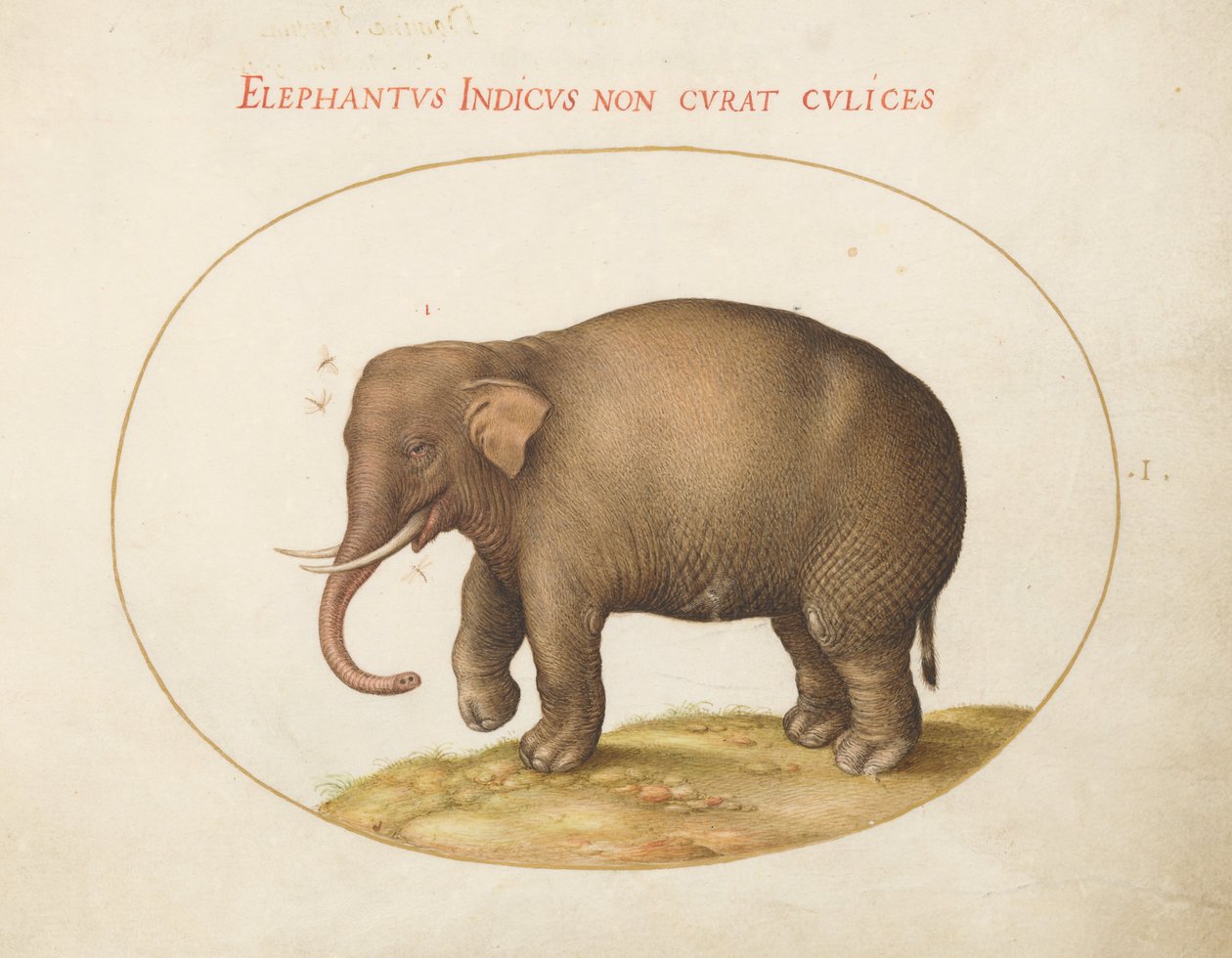 Tallrik 1: Elefant med insekter av Joris Hoefnagel