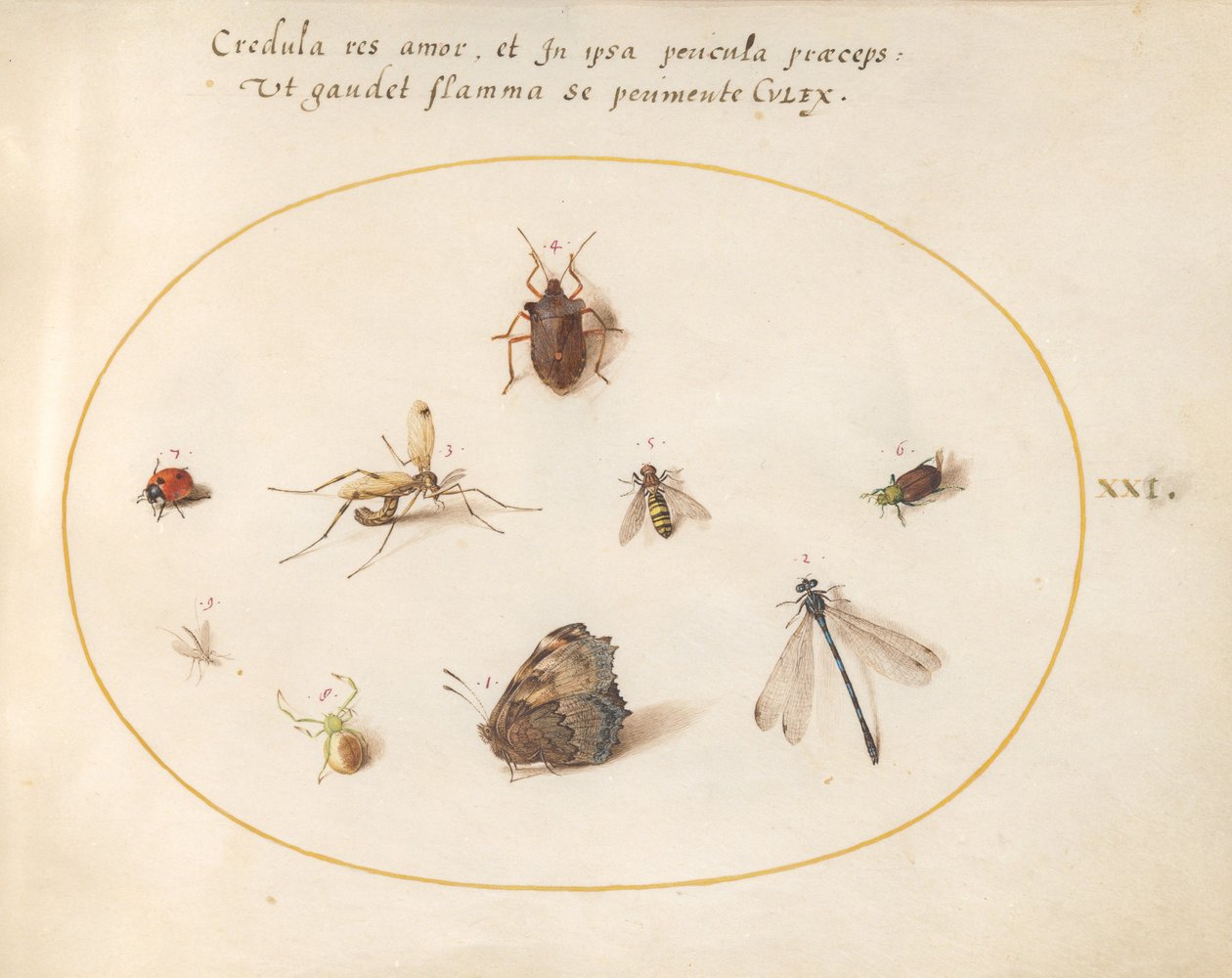 Tallrik 21: En fjäril med en trollslända, en nyckelpiga och fem andra insekter av Joris Hoefnagel