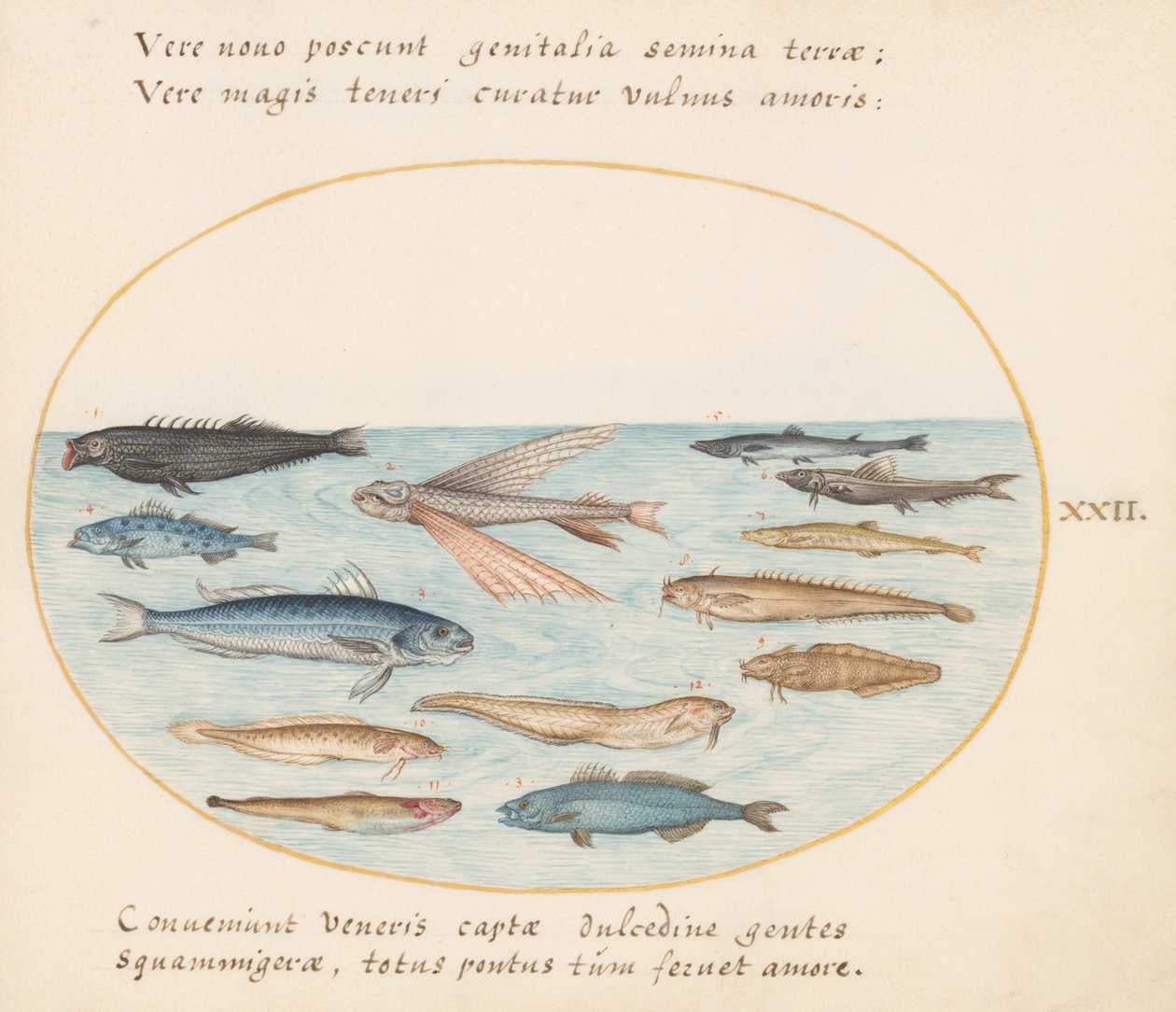 Tallrik 22: Mullet, flygfisk, ål och annan fisk av Joris Hoefnagel
