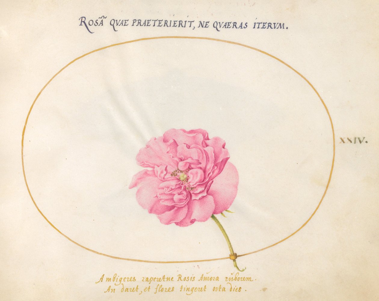 Tallrik 24: Rosa ros av Joris Hoefnagel