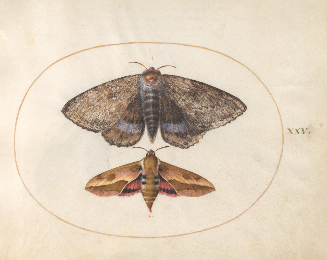 Plåt 25: Blue Underwing Moth och Spurge Hawk Moth av Joris Hoefnagel