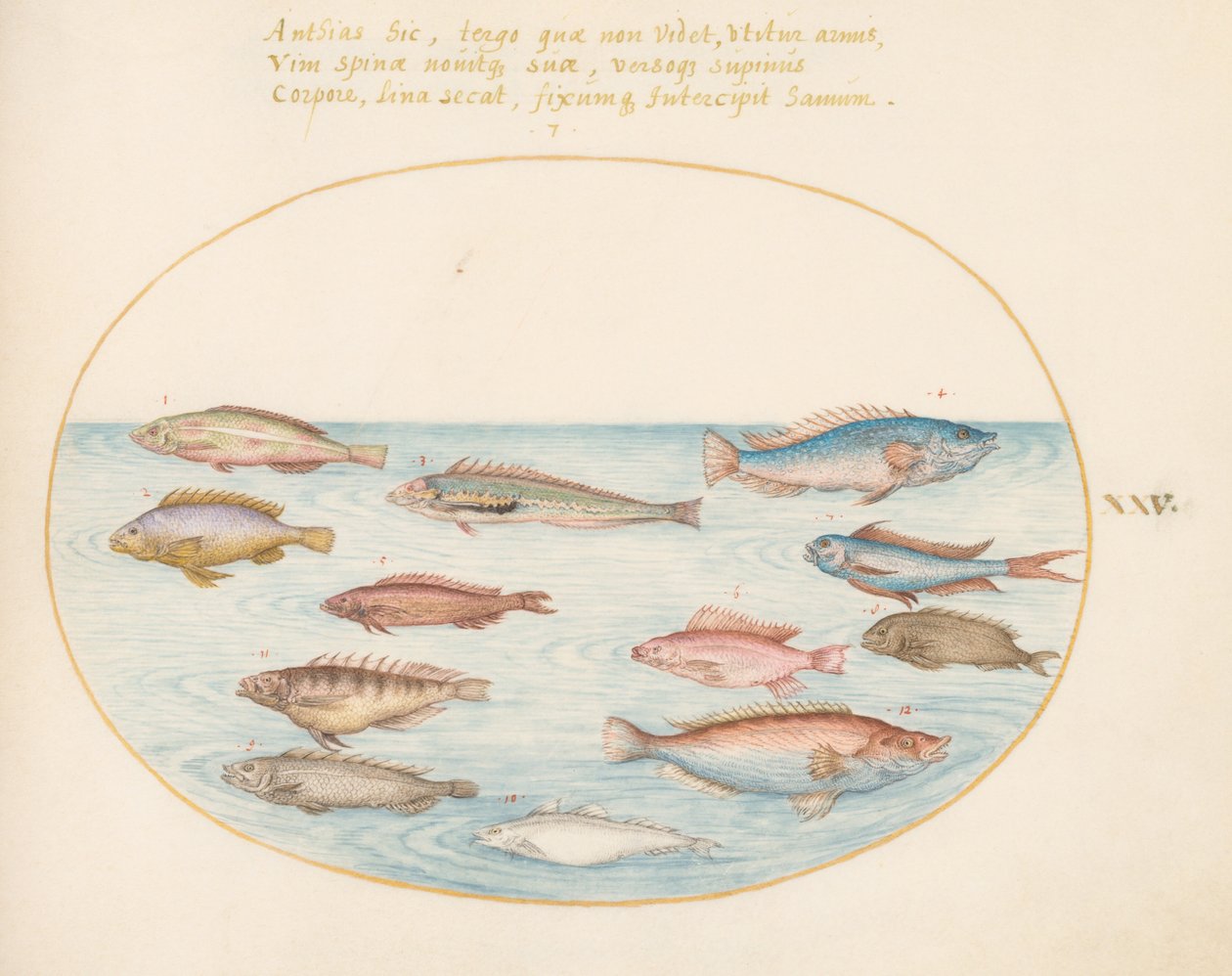Tallrik 25: Medelhavsregnbågsläpfisk, annan läppefisk, en svalstjärtsabborre(?), flera "Anthiae" och andra fiskar av Joris Hoefnagel