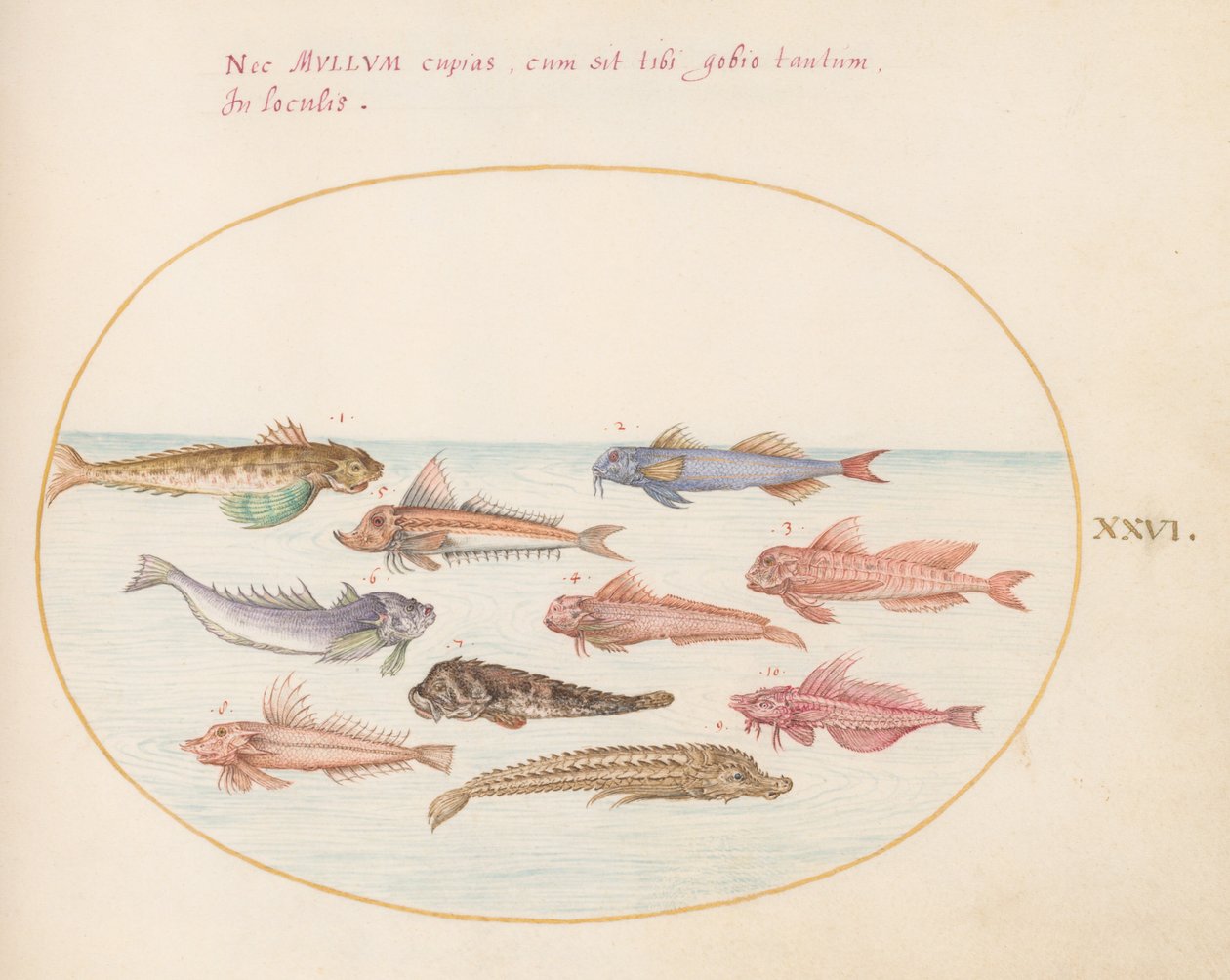 Tallrik 26: Gurnards, Dragonets och Other Fish av Joris Hoefnagel