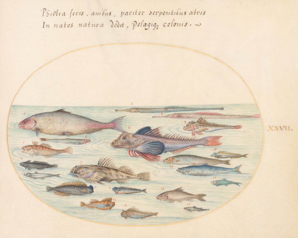 Tallrik 27: Blennies, Scorpion Fish och Other Fish av Joris Hoefnagel