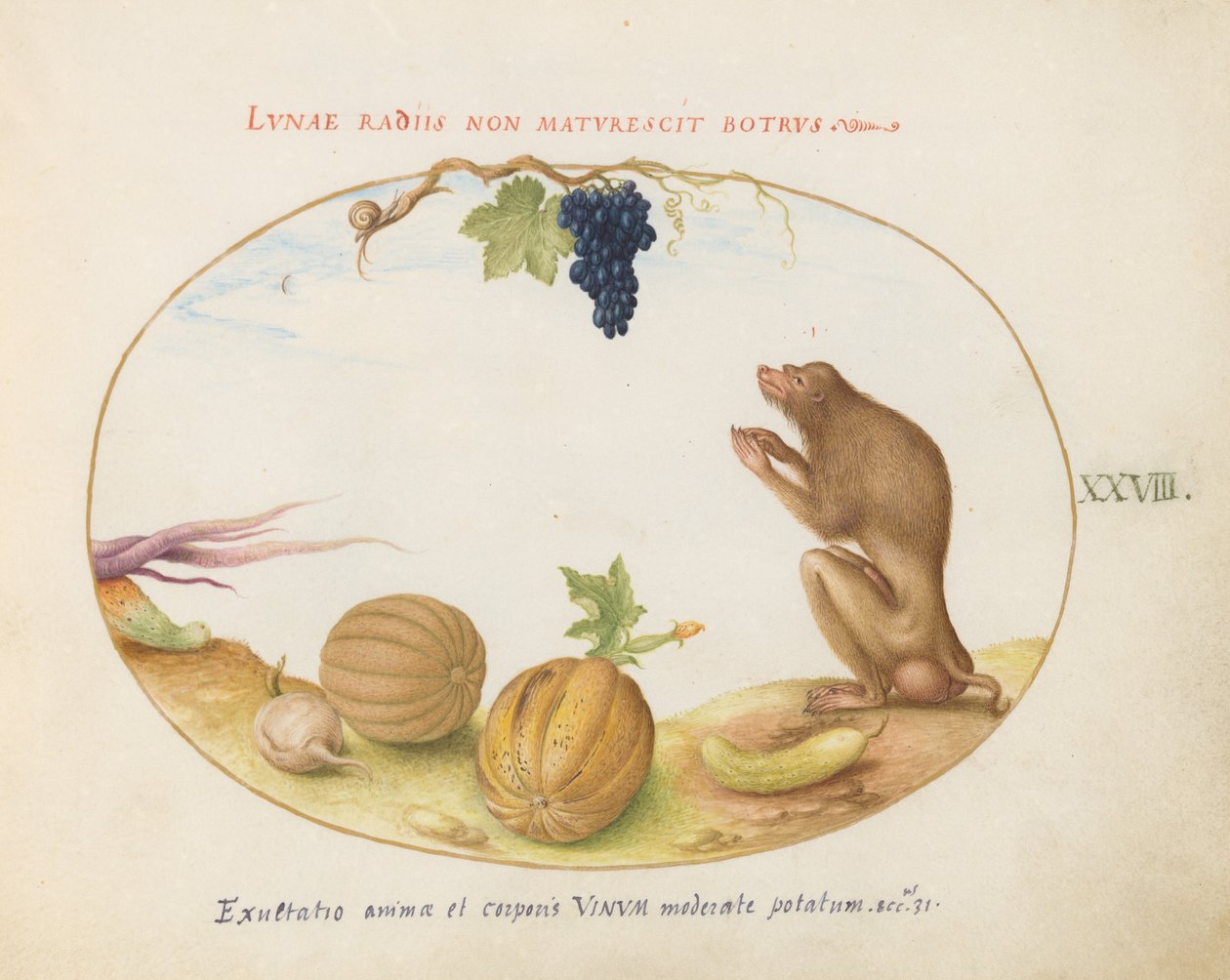 Tallrik 28: En "Tartarine" (Barbary Macaque?) med frukt och en snigel av Joris Hoefnagel