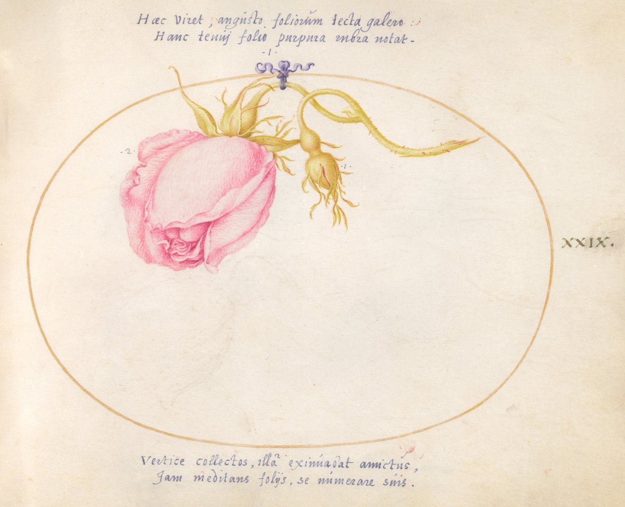 Tallrik 29: Rosa ros och rosenknopp av Joris Hoefnagel