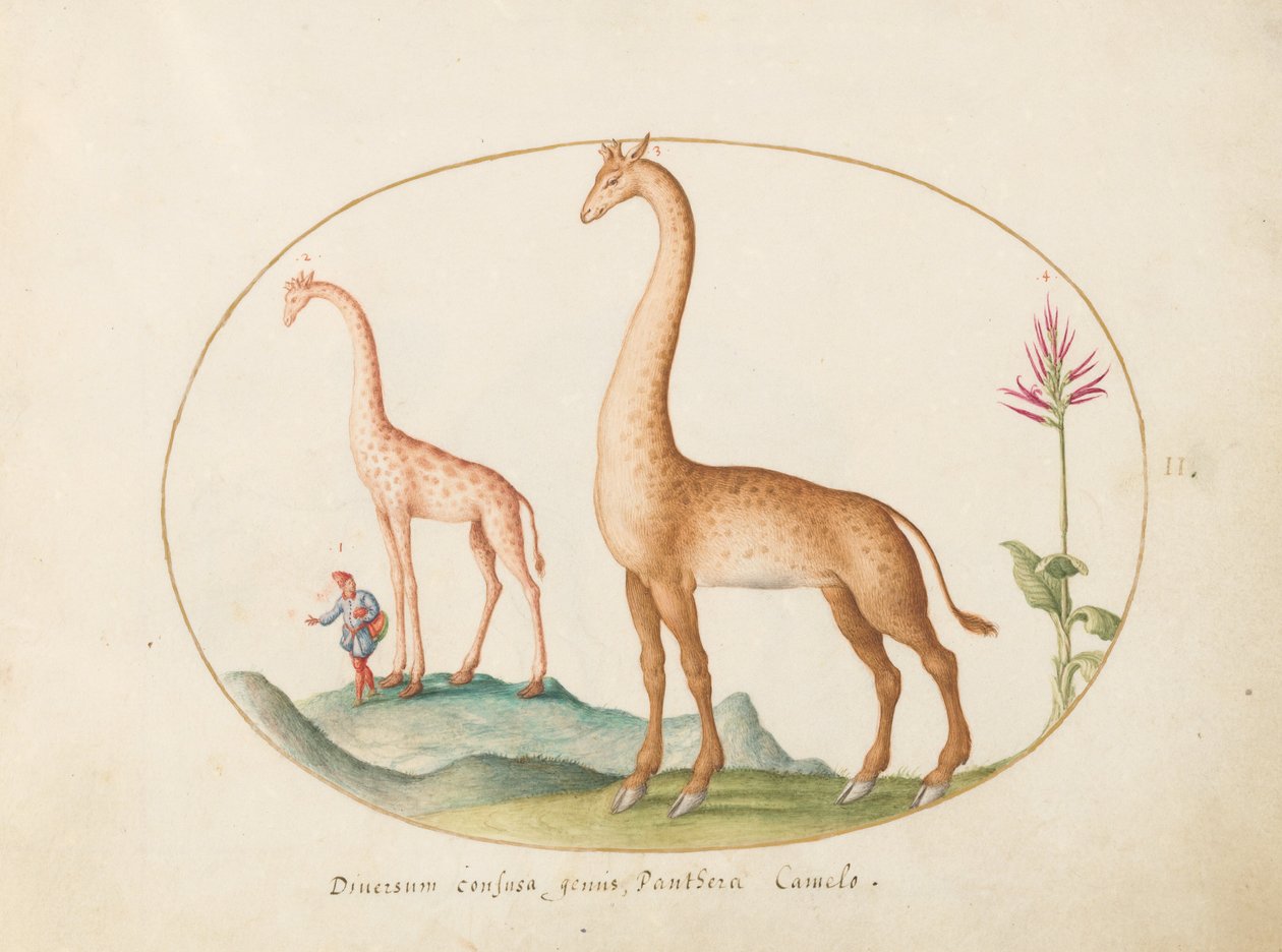 Tallrik 2: Två giraffer med en skötare av Joris Hoefnagel