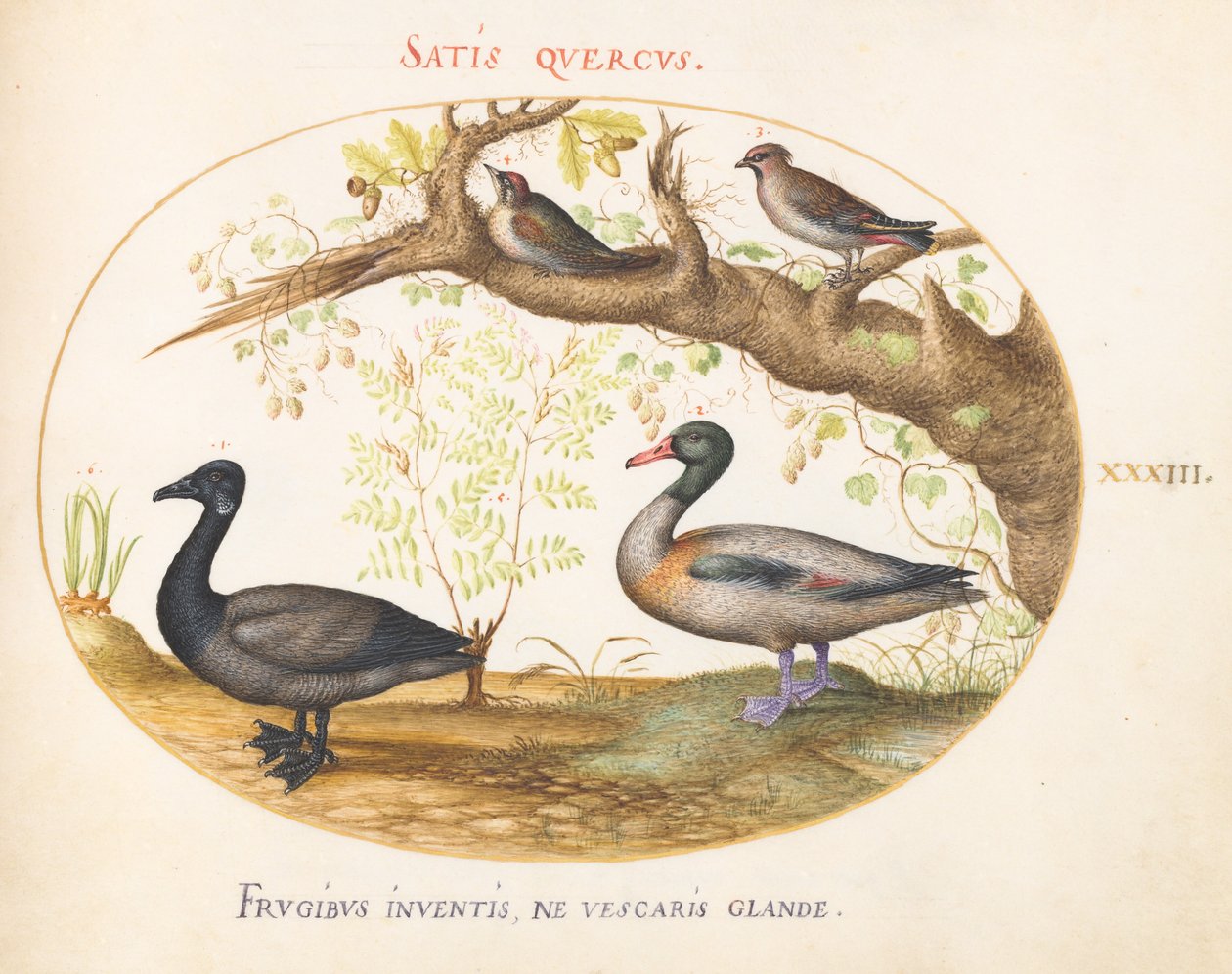 Tallrik 33: Ett par Bohemian Waxwings, en Shelduck(?) och en Brant Goose med en ingefäraväxt av Joris Hoefnagel