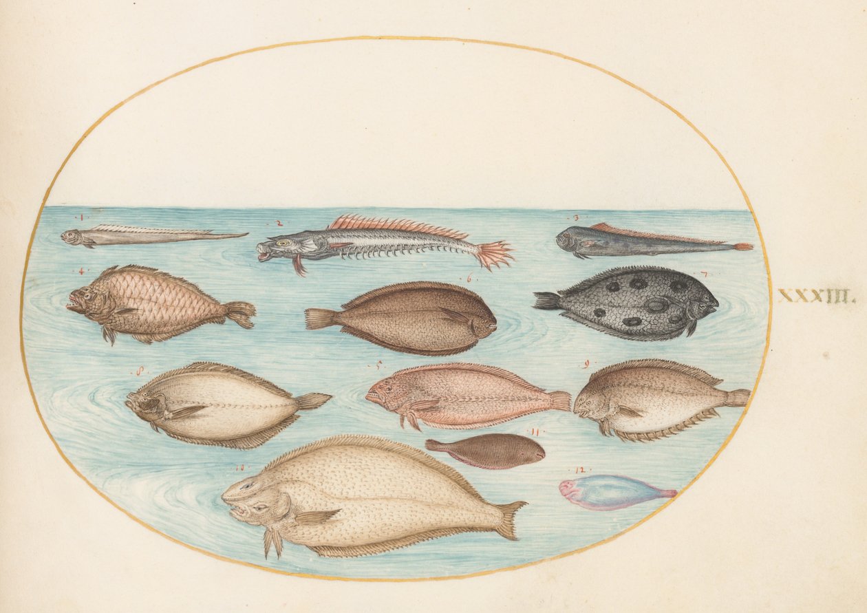 Tallrik 33: Tunga och annan plattfisk med bandfisk(?) av Joris Hoefnagel