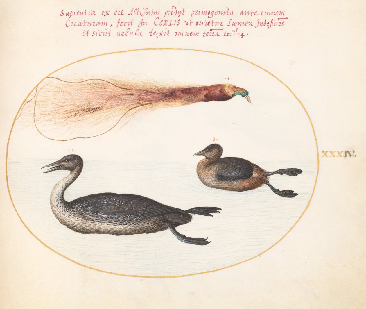 Tallrik 34: Paradisfågel med Merganser(?) och dopping(?) av Joris Hoefnagel