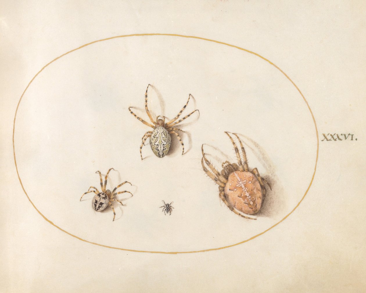 Bild 36: Tre stora spindlar och en liten spindel av Joris Hoefnagel