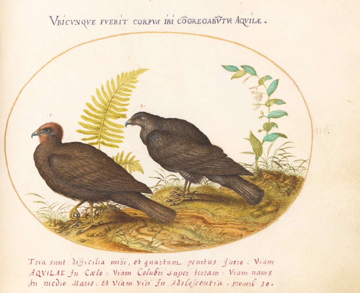 Plåt 3: Two Hawks av Joris Hoefnagel