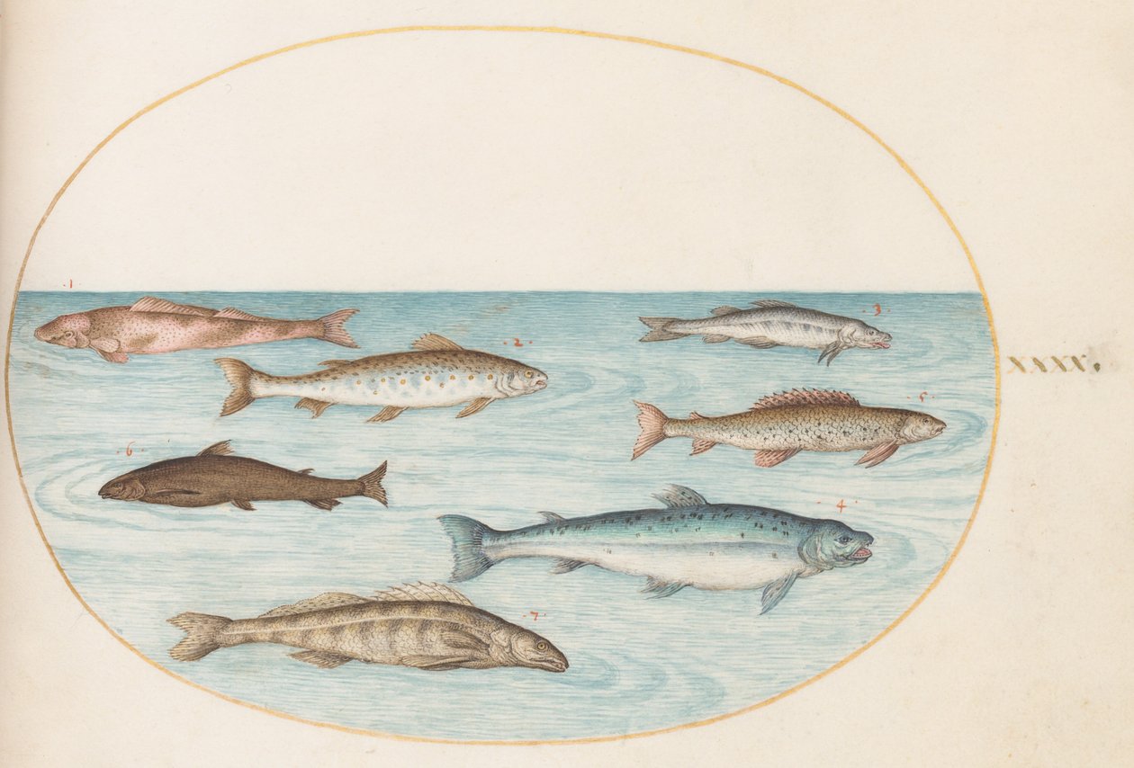 Tallrik 40: Lax, öring och sötvattens(?) fisk av Joris Hoefnagel