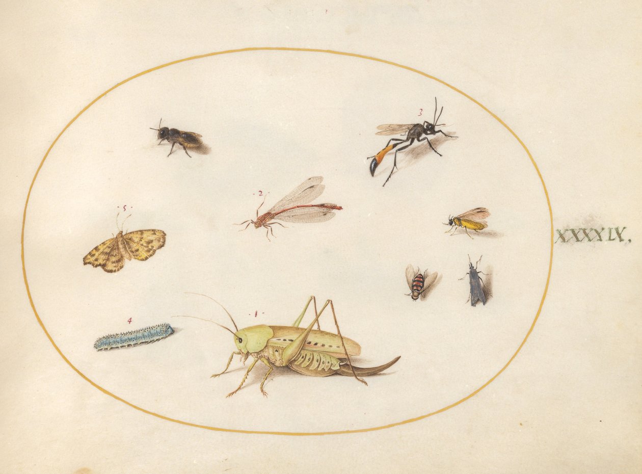 Tallrik 49: En gräshoppa, en larv, en fjäril, en mal och andra insekter av Joris Hoefnagel