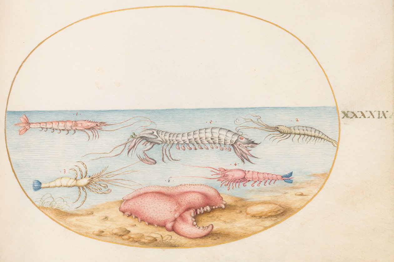 Tallrik 49: Mantisräkor och klo av en europeisk kräfta av Joris Hoefnagel