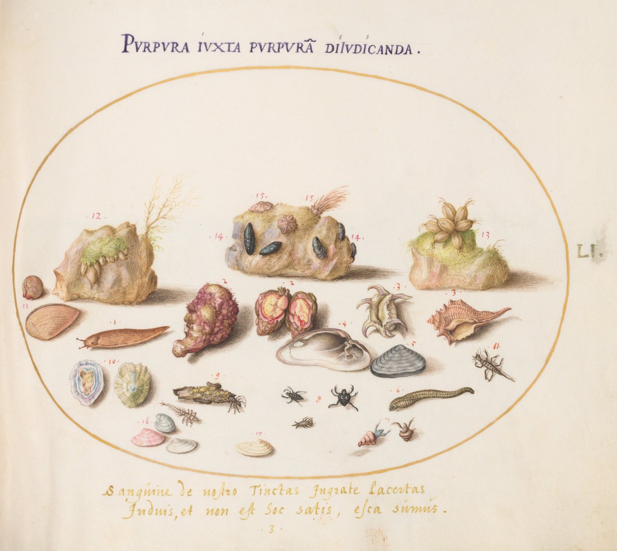 Plansch 51: purpursnäckor, snäckskal, eremitkräftor, en snigel, insekter och annat marint liv av Joris Hoefnagel