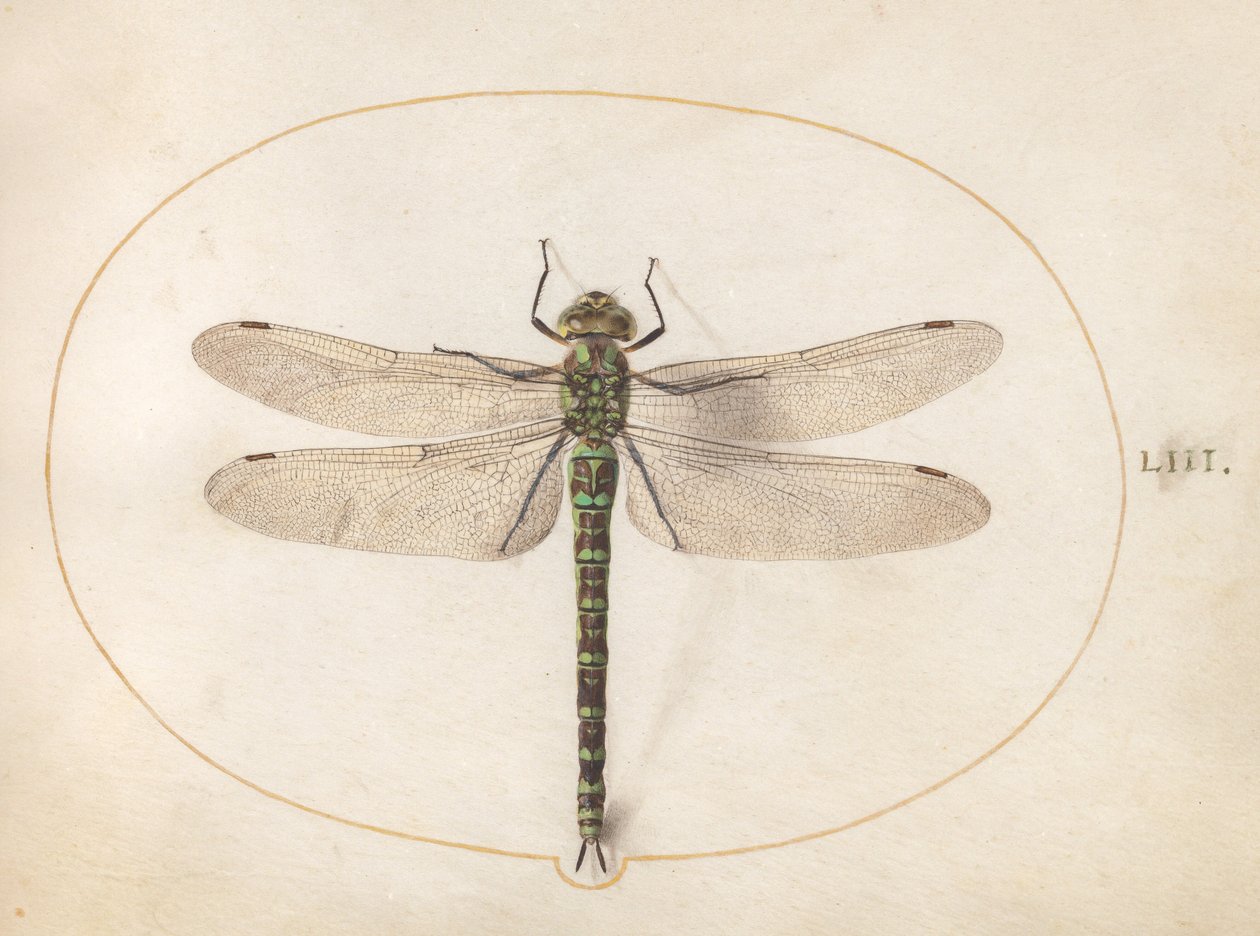 Plåt 53: Southern Hawker Dragonfly av Joris Hoefnagel