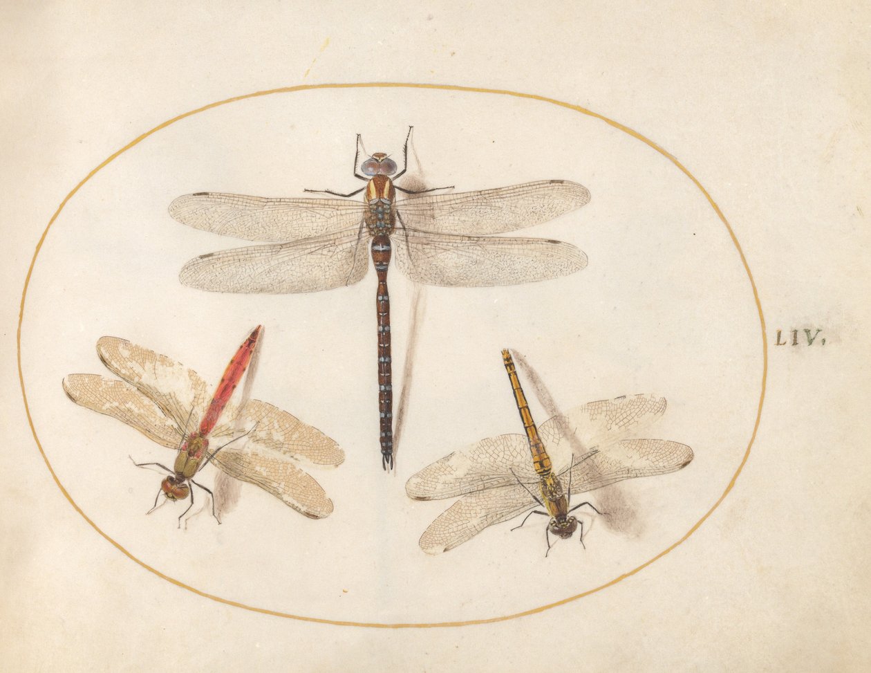 Tallrik 54: Hårig Dragonfly och Two Darters av Joris Hoefnagel