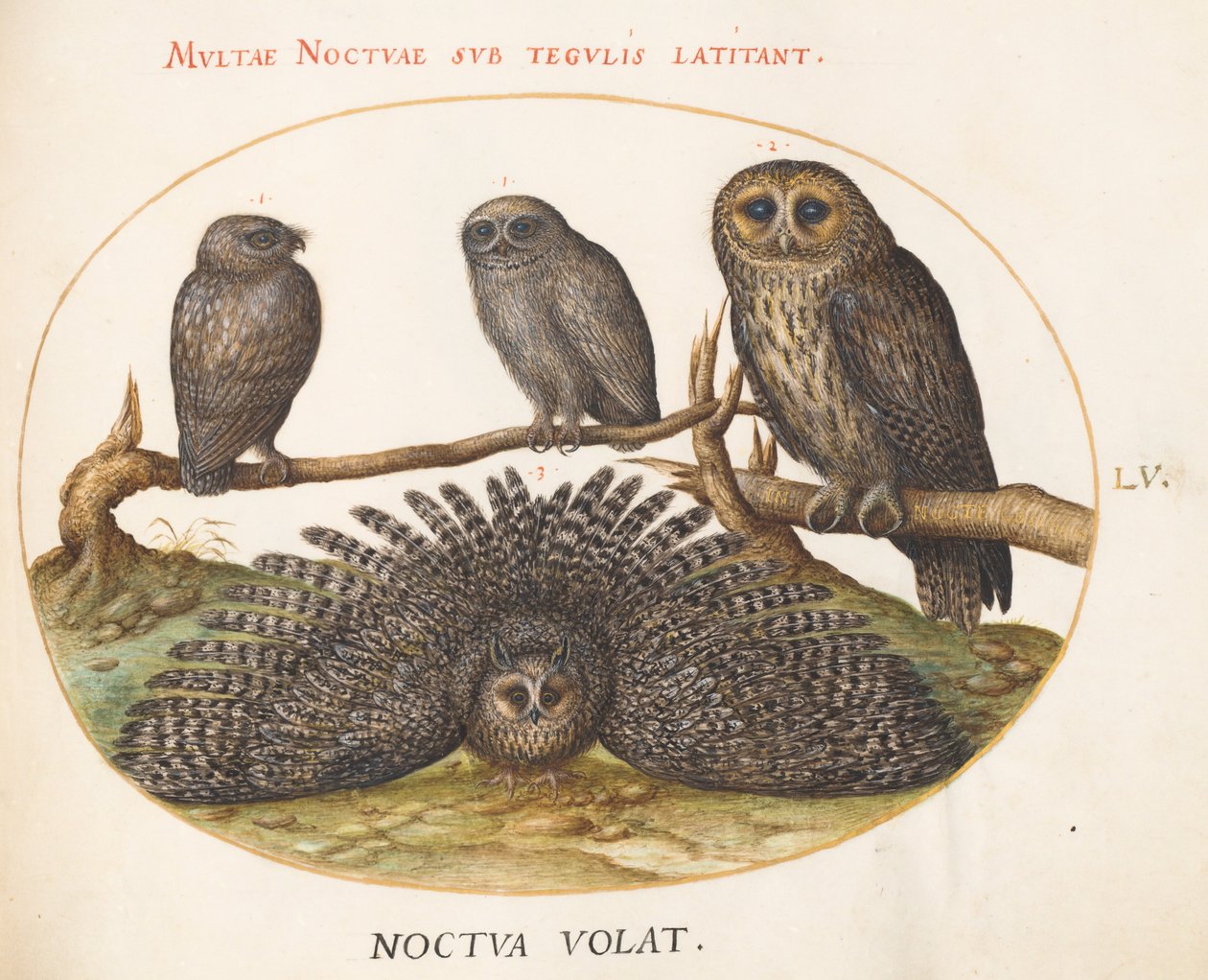 Plansch 55: en kattuggla, en berguv och två andra ugglor av Joris Hoefnagel