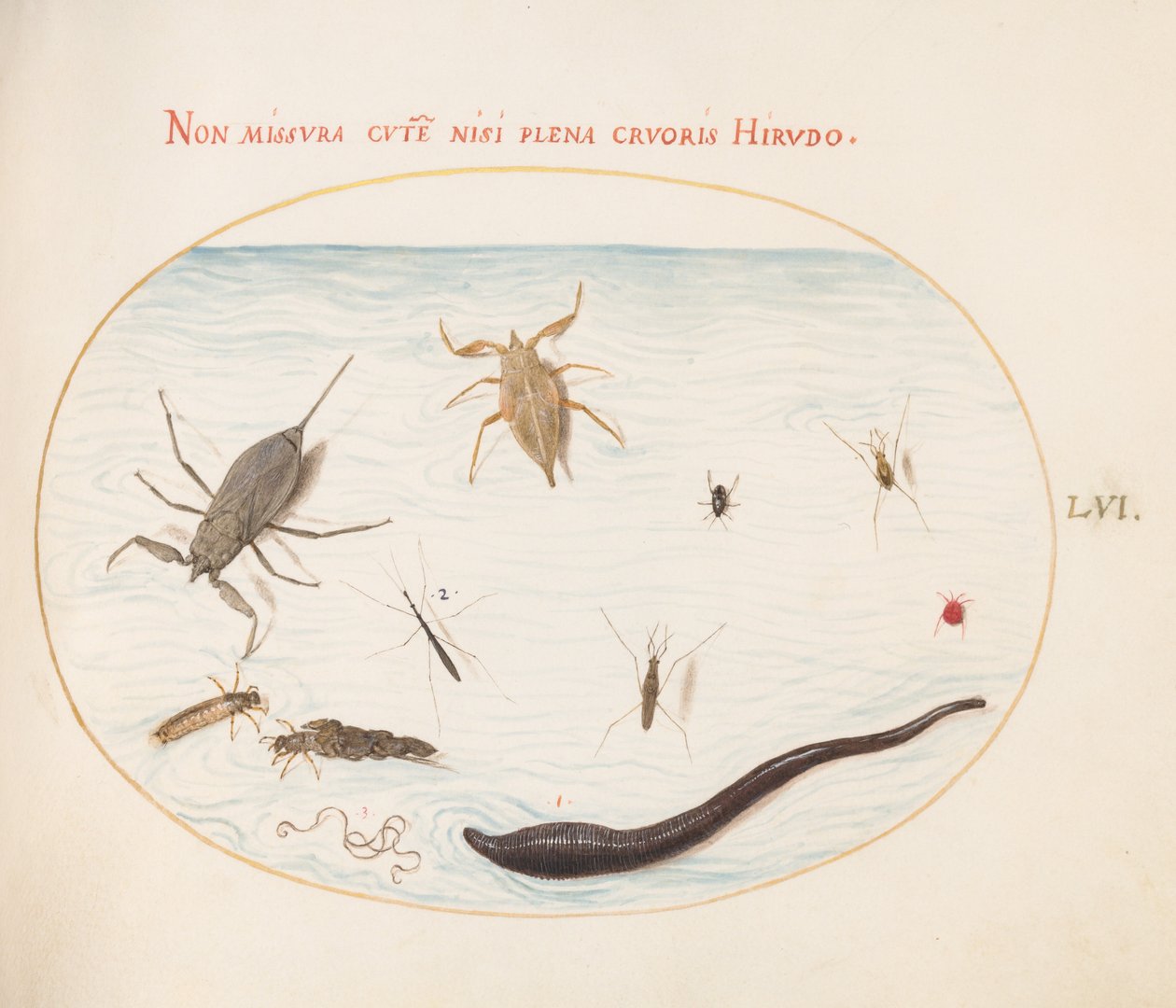Skylt 56: Vattenskorpion, vattenmätare, dammåkare, rödvattenkvalster, purgel(?) och andra vatteninsekter av Joris Hoefnagel
