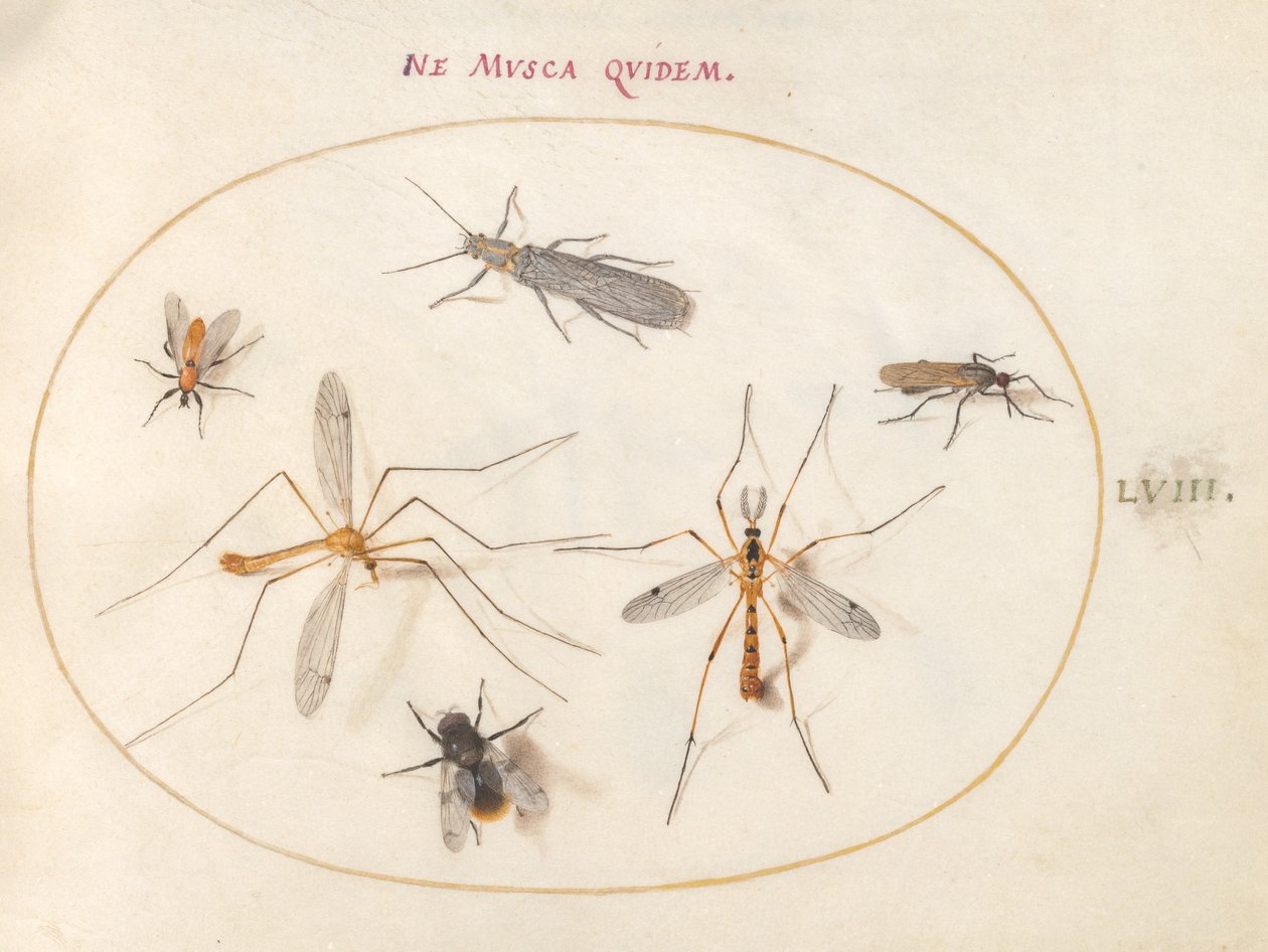 Tallrik 58: Ett bi och fem andra insekter av Joris Hoefnagel