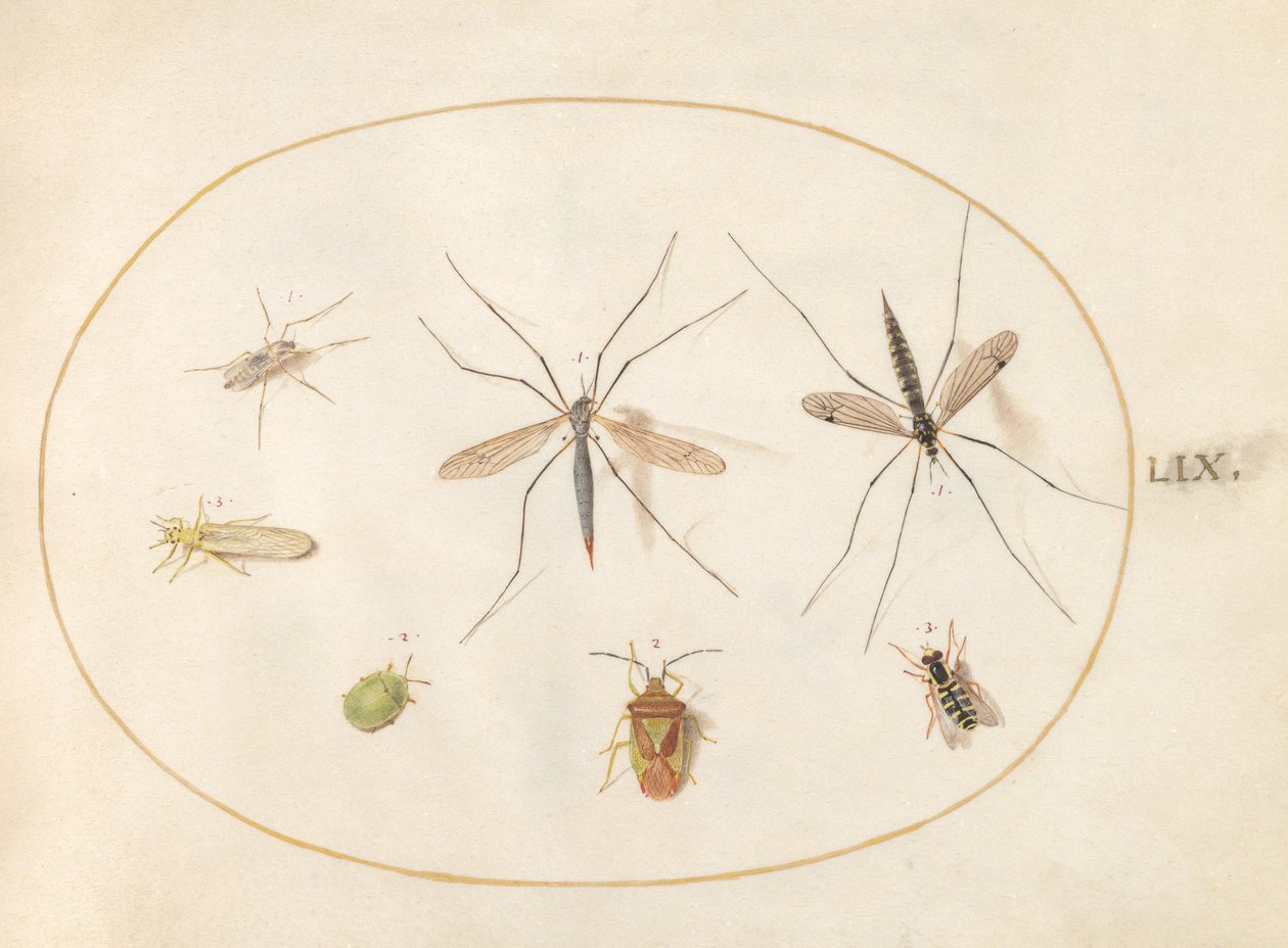 Skylt 59: Sju insekter, inklusive en hagtornssköldbugg, tranflugor och en svävfluga av Joris Hoefnagel