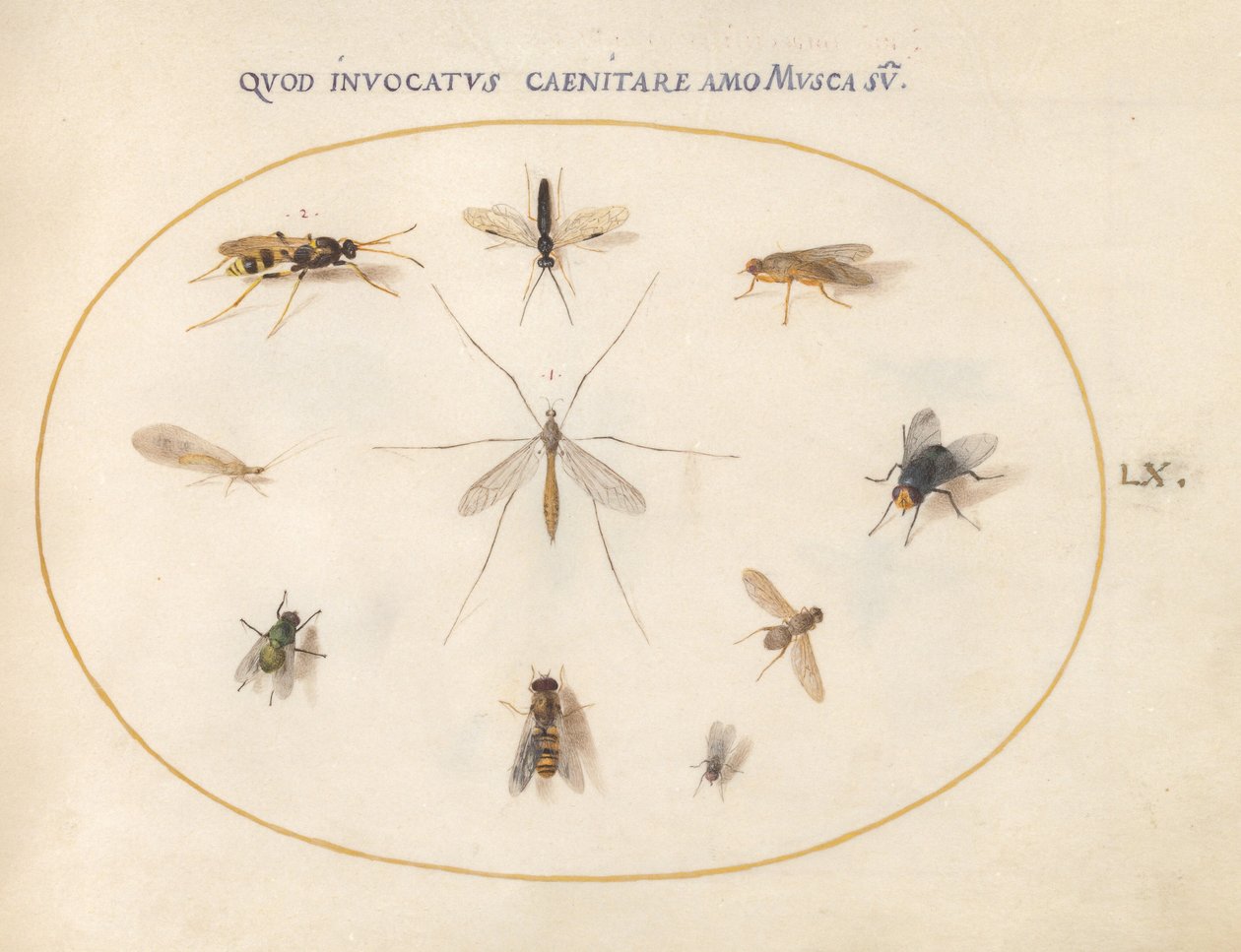 Plansch 60: Flugor och andra insekter, ca 1575/80 (akvarell, gouache och guld på pergament) av Joris Hoefnagel