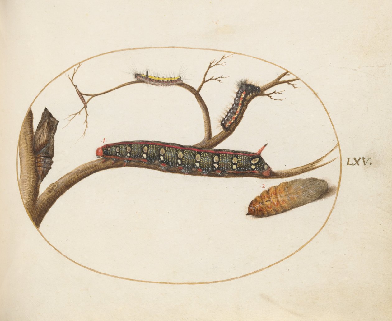 Tallrik 60: Leafy Spurge Hawkmoth Caterpillar, Pupae and Other Caterpillars av Joris Hoefnagel