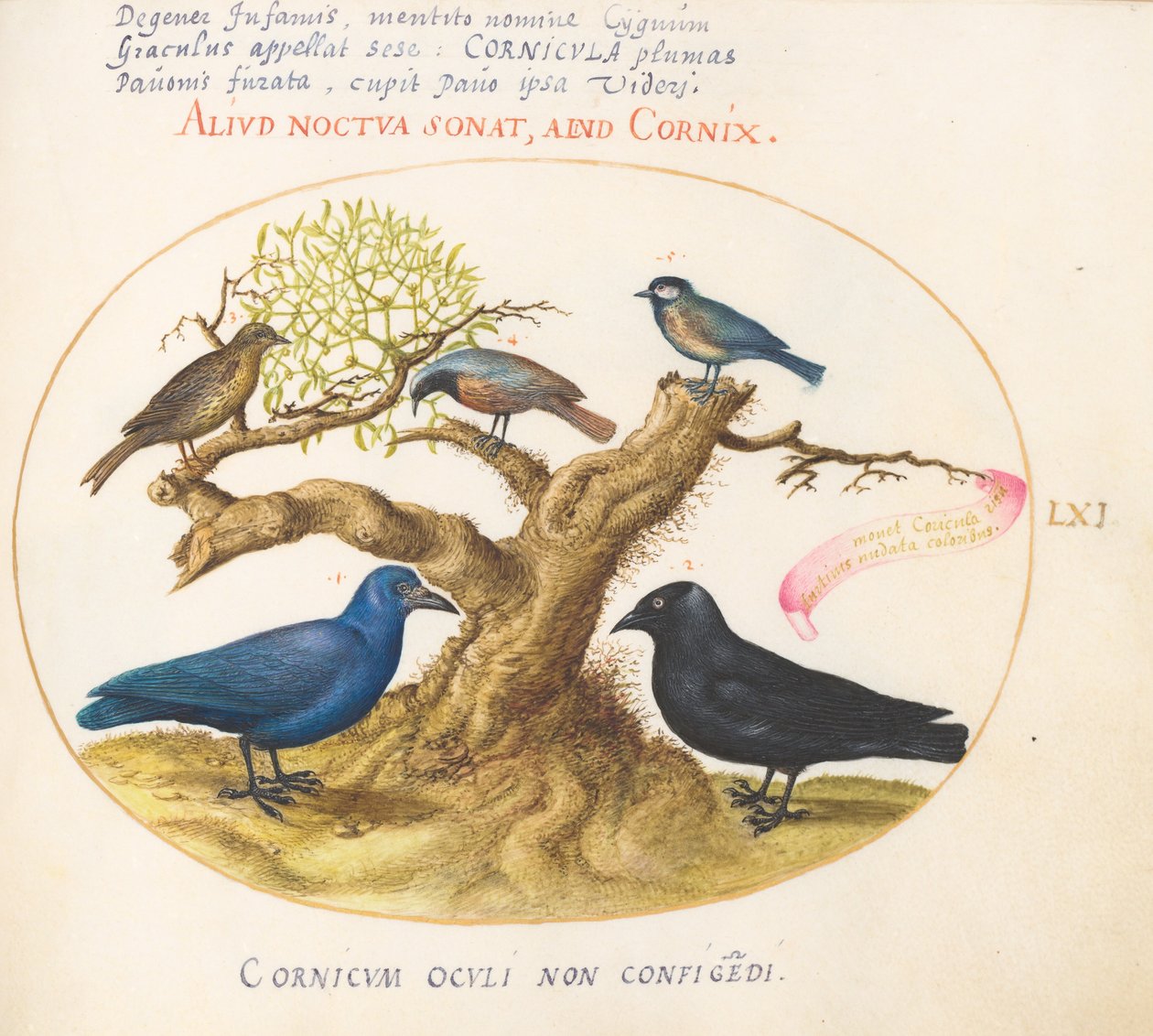 Skylt 61: Blåkråka(?), Jackdaw, Chickadee eller Mes och andra fåglar av Joris Hoefnagel