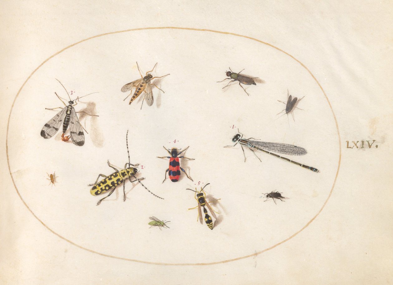Plåt 64: Elva insekter, inklusive en trollslända och långhornsbagge av Joris Hoefnagel