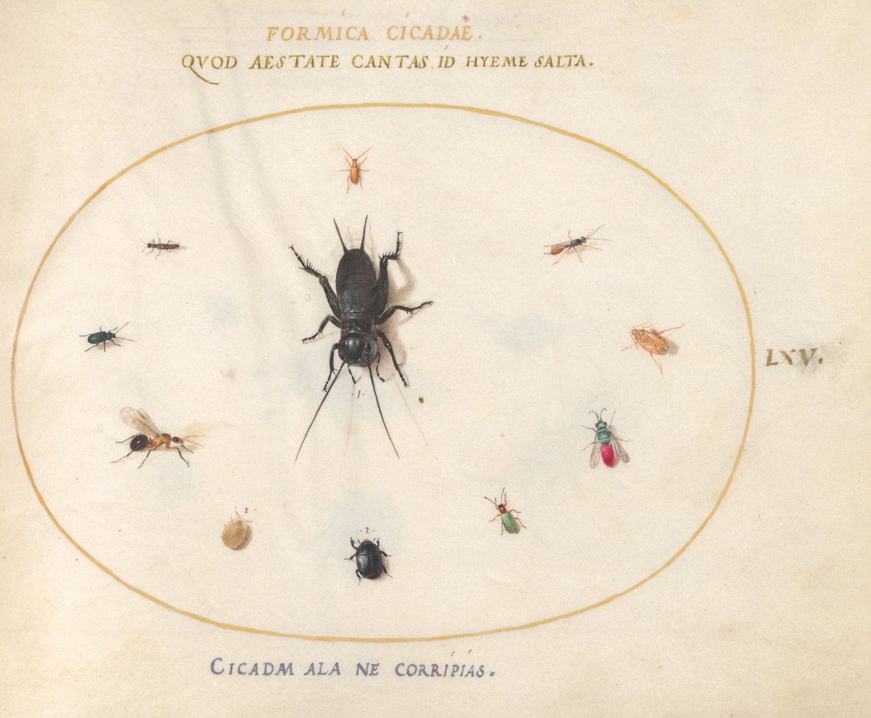 Tallrik 65: En syrsa omgiven av insekter av Joris Hoefnagel