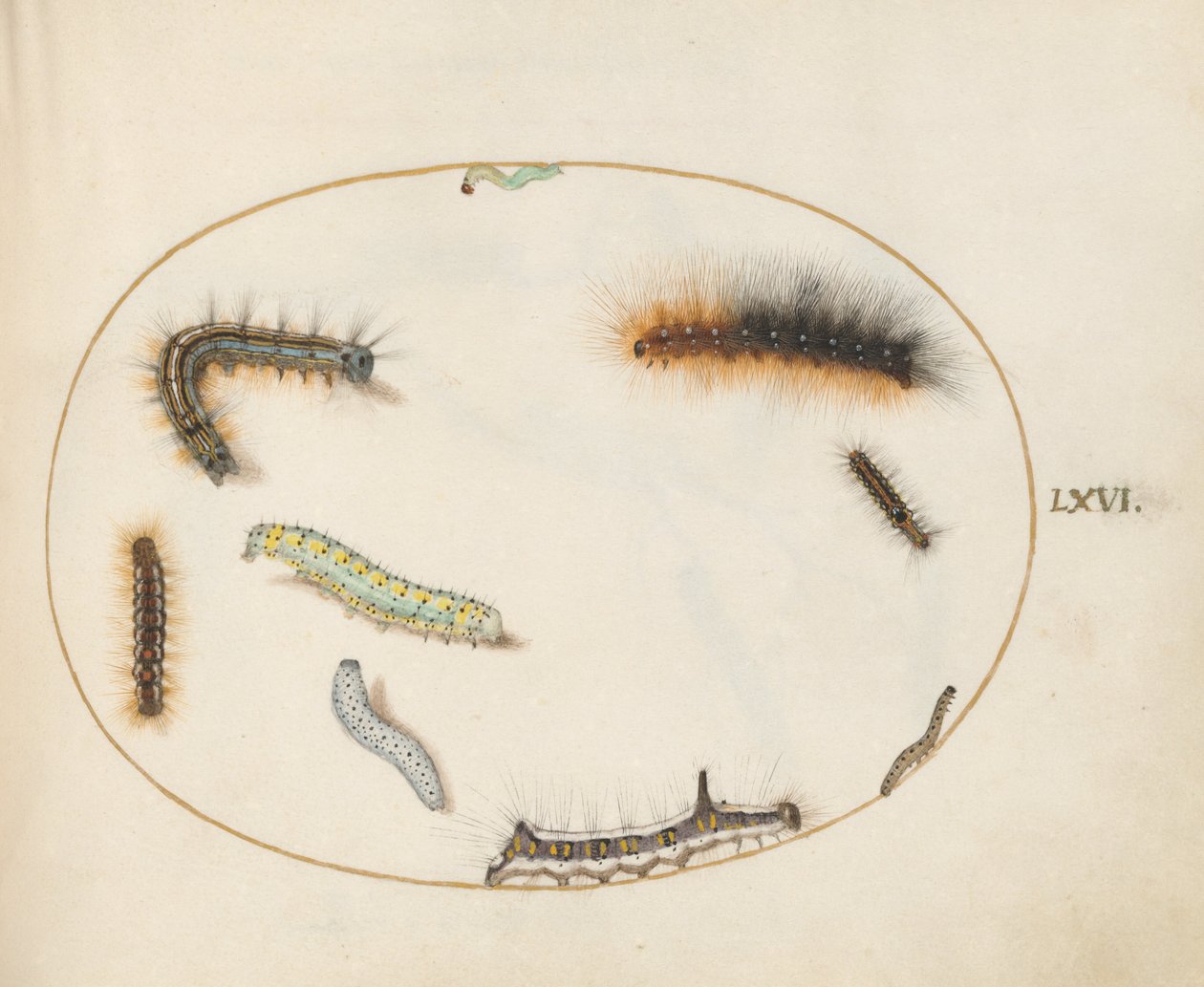 Skylt 66: Lackey Moth Caterpillar, figur av åtta larver, grå dolklarv och andra larver av Joris Hoefnagel