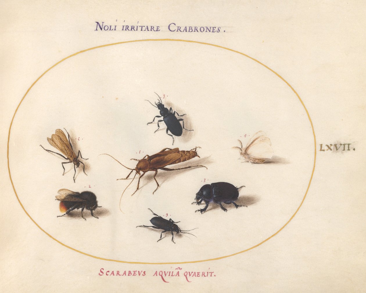 Tallrik 67: Sju insekter, inklusive en vit fjäril och ett bi av Joris Hoefnagel