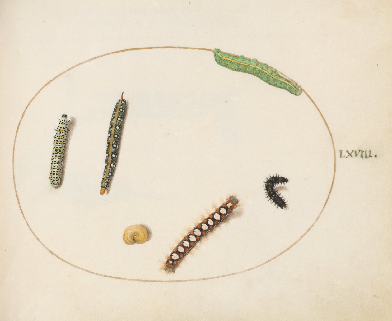 Skylt 68: Leafy Spurge Hawkmoth Caterpillar, Mullein Moth Caterpillar och andra larver av Joris Hoefnagel