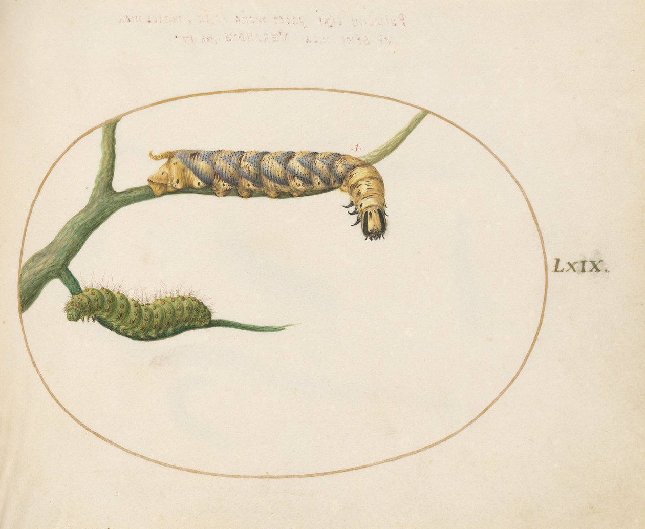 Skylt 69: Emperor Moth Caterpillar med en andra larv på en gren av Joris Hoefnagel